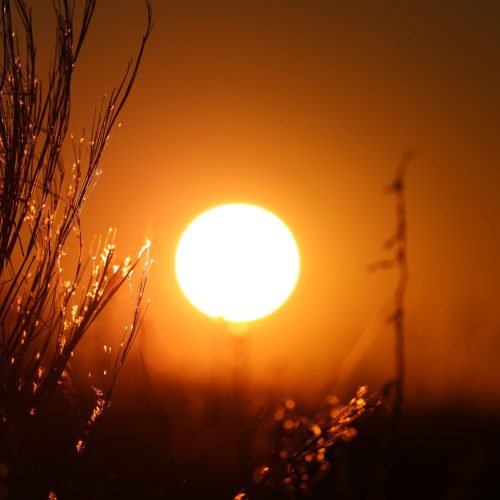 Alerte Canicule : Le guide de survie pour protéger l&rsquo;insuline de la chaleur !